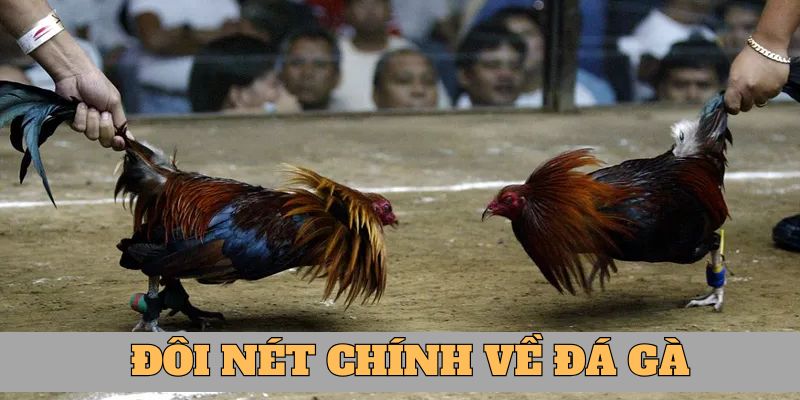 Cập nhật đôi nét chính về sảnh đá gà 